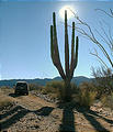 Valle Calamajué - Cardon Cactus Sun (12/31/2001 1:26 PM)