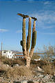 Bahía de los Angeles - Turkey Vultures Warming Their Wings on Cactus (1/1/2002 7:47 AM)