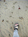Malarrimo Beach - Big Critter Tracks (01/02/2002)