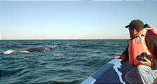 Laguna San Ignacio - Whale Watching (1/4/2002 10:02 AM)