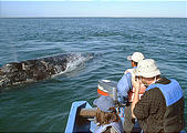 Laguna San Ignacio - Whale Watching (1/4/2002 10:53 AM)