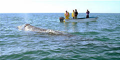 Laguna San Ignacio - Whale Watching - Spout (1/4/2002 10:54 AM)