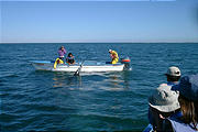 Laguna San Ignacio - Whale Watching - Flipper (1/4/2002 11:16 AM)