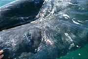 Laguna San Ignacio - Whale Watching - Petting Nose (1/4/2002 11:17 AM)