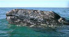 Whale Watching in Laguna San Ignacio