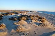 Estero Percebú (Shell Island) - Beach