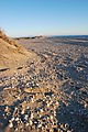 Estero Percebú (Shell Island) - Beach - Shells