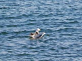 Estero Percebú (Shell Island) - Beach - Seagull with Broken Wing