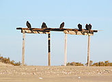 Estero Percebú (Shell Island) - Beach - Buzzards - Turkey Vultures