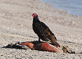 Estero Percebú (Shell Island) - Beach - Turkey Vulture - Eating something dead