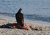 Estero Percebú (Shell Island) - Beach - Turkey Vulture - Eating something dead