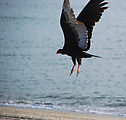 Estero Percebú (Shell Island) - Beach - Turkey Vulture