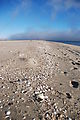 Estero Percebú (Shell Island) - Beach - Shells