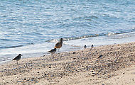 Estero Percebú (Shell Island) - Beach - Birds