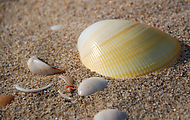 Estero Percebú (Shell Island) - Beach - Shells