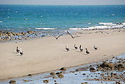 Estero Percebú (Shell Island) - Beach - Birds