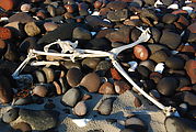 San Rafael - Camping - Beach - Bird Bones