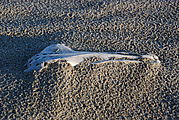 San Rafael - Camping - Beach - Bird Skull