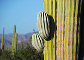 20090105 0826 P2KWN N0285460W1131478 - Baja - 373 - Valle San Rafael - Cactus