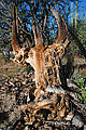 Valle San Rafael - Dead Cactus