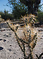 Valle San Rafael - Cactus