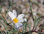 Valle San Rafael - Flower