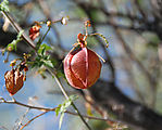 Valle San Rafael - Pod - Faux Persil (Cardiospermum Corindum)