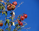 Valle San Rafael - Pod - Faux Persil (Cardiospermum Corindum)