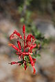 Valle San Rafael - Ocotillo Flower