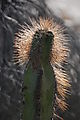 Valle San Rafael - Cactus