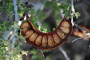 Valle San Rafael - Seed Pod