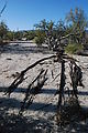 Valle San Rafael - Dead Cactus