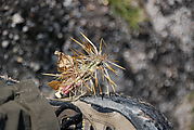 Valle San Rafael - Cactus - Stuck to Shoe