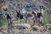 Valle San Rafael - Mules