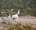 Valle San Rafael - Mules