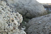 Playa Morro Blanco - Bahía San Rafael - Shell Fossils in Rock