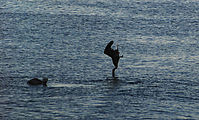 Playa Morro Blanco - Bahía San Rafael - Pelican Diving