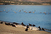 Playa Morro Blanco - Bahía San Rafael - Turkey Vultures - Dead Whale