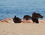 Playa Morro Blanco - Bahía San Rafael - Turkey Vultures - Dead Whale