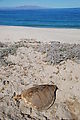 Playa Morro Blanco - Bahía San Rafael - Turtle Shell - Beach