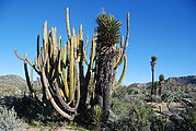 Cactus - Joshua Tree