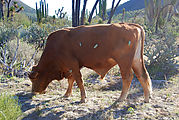 Cow with Cactus Burr