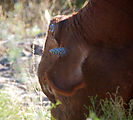 Cow with Cactus Burr