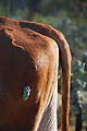 Cow with Cactus Burr