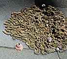 South of Punta Rosarito - Tidepooling - Tubeworms