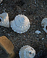 Bahía Santa Rosalillita - Beach - Shells