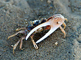 20120507 1756 P51V8 N0307762W1147062 - Baja - Estero Percebu - Shell Island - Crab