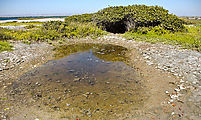 Estero Delgadito - End of Peninsula - Beach - Tidepool