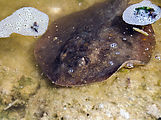 Estero Delgadito - End of Peninsula - Beach - Tidepool - Ray