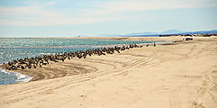Percebu - Sand Island - Pelicans - Beach